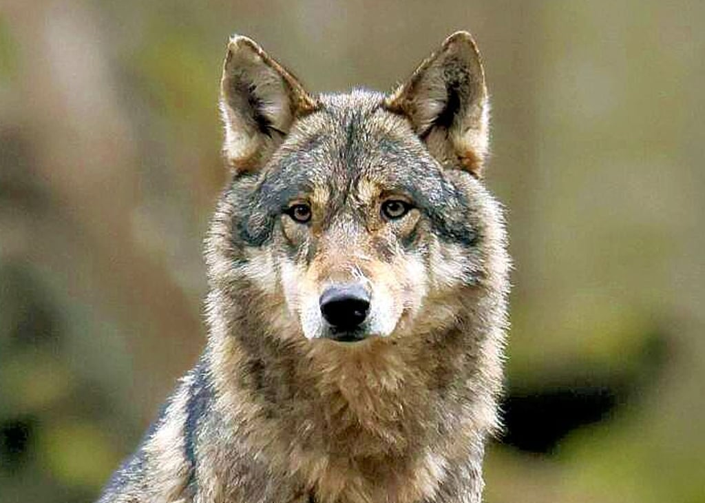 Der Wolf ist in Deutschland seit 2008 wieder zuhause.