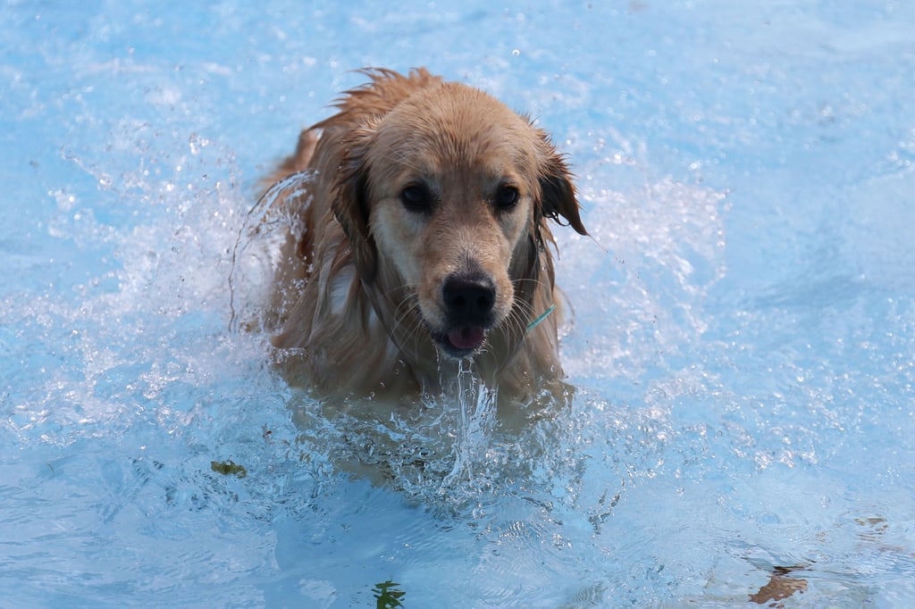Dieser Golden Retriever genoss das Kühle Nass beim Gassischwimmen im Carl-Miller-Bad.