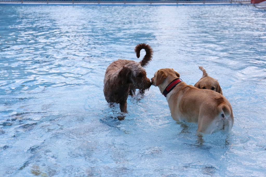 Anfangs trauten sich die Hunde nur in den flachen Bereich des Beckens.