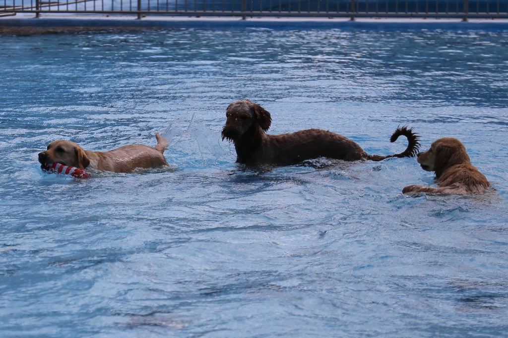 Den Leuchtturm wollten alle Hunde schnappen.