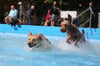 Beim Gassischwimmen im Carl-Miller-Bad hatten die Hunde sichtlich Spaß