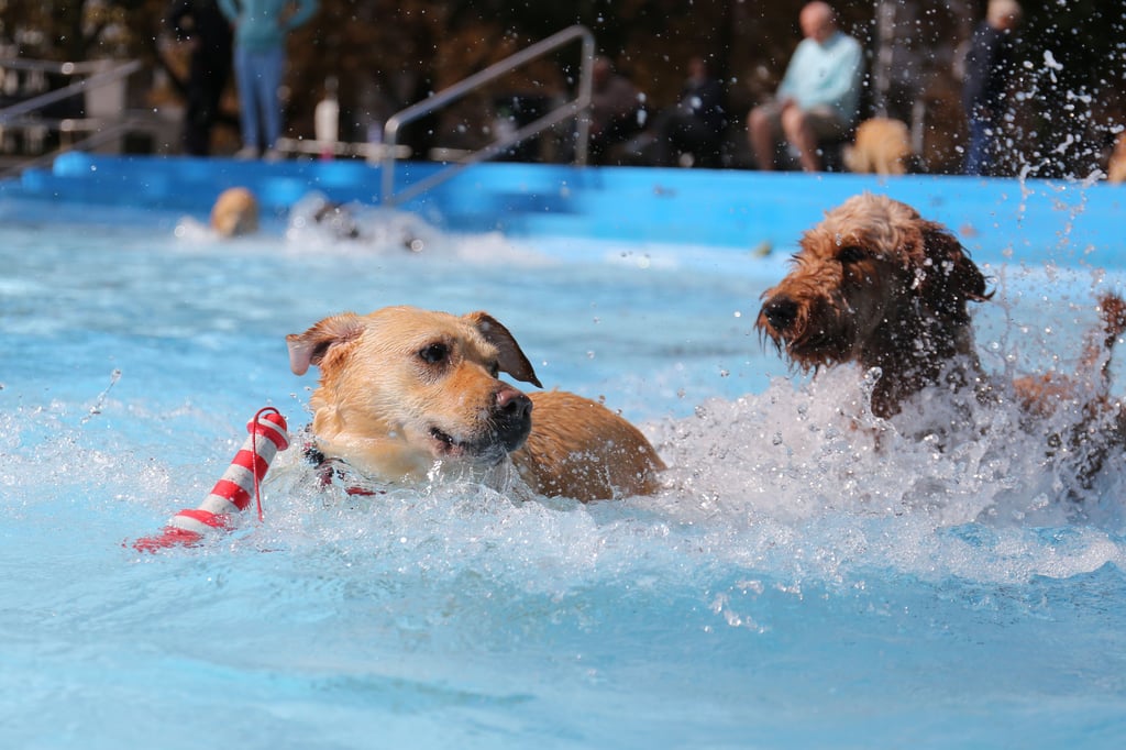 Zu den Spielzeugen, die beim Gassischwimmen im Carl-Miller-Bad im Becken landeten, gehörten auch Leuchttürme.