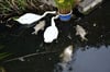 In dem Magdeburger See schwimmen Schwäne zwischen den verendeten Fischen.