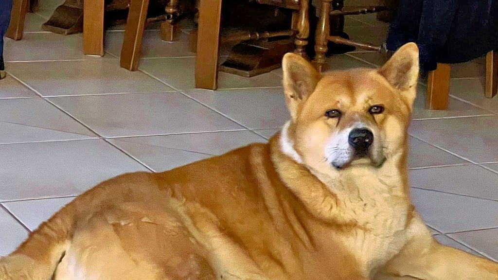 Chico starb im Tierheim Plömnitz und wurde den Besitzern einen Tag nach dem Einfachen tot übergeben.