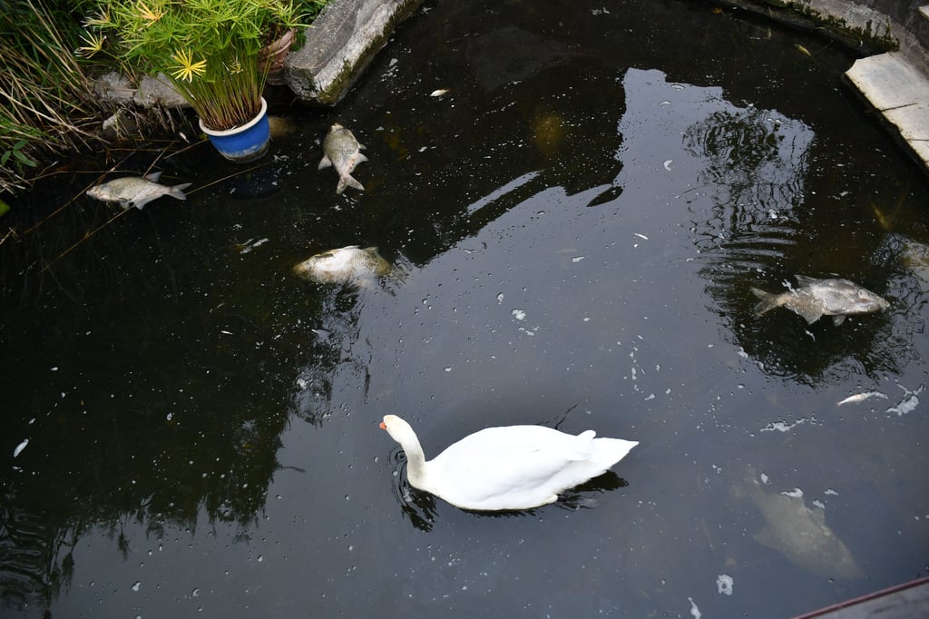 Mehrere verendete Fische treiben in dem See in Magdeburg, während ein Schwan vorbeischwimmt.