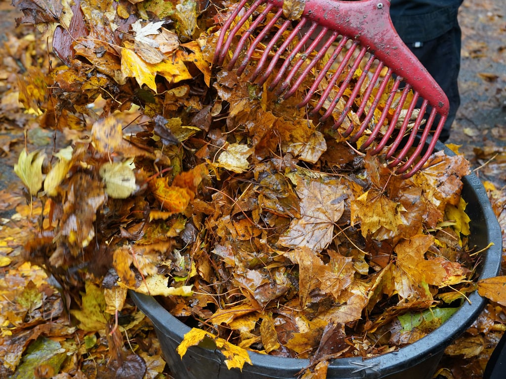 Auch in Magdeburg-Pechau wird in diesem Herbst wieder viel Laub anfallen.