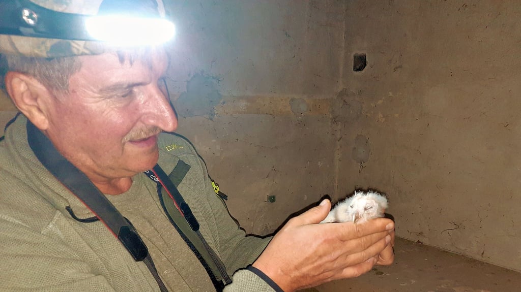 Die Schleiereule, die Andreas Meißner zeigt, ist vor rund zwei Wochen im Tauchaer Naturschutzturm geschlüpft.