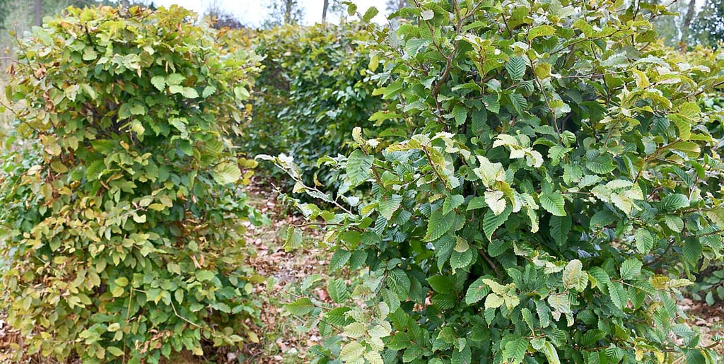 Der Weg zu einem nutzbaren Irrgarten ist steinig.
