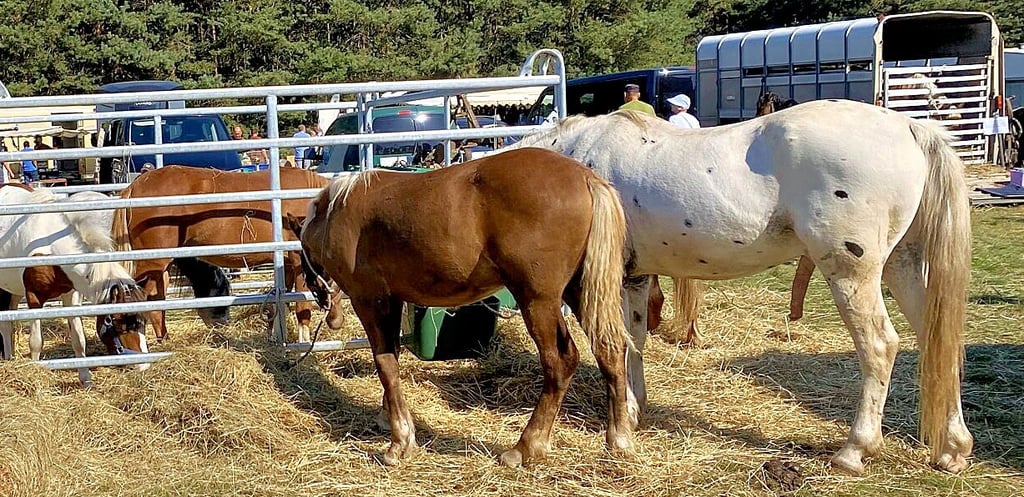 Auf dem Pferdemarkt werden die Vierbeiner selbstverständlich nicht fehlen. Kinder können auf Ponys schon mal eine Runde drehen.