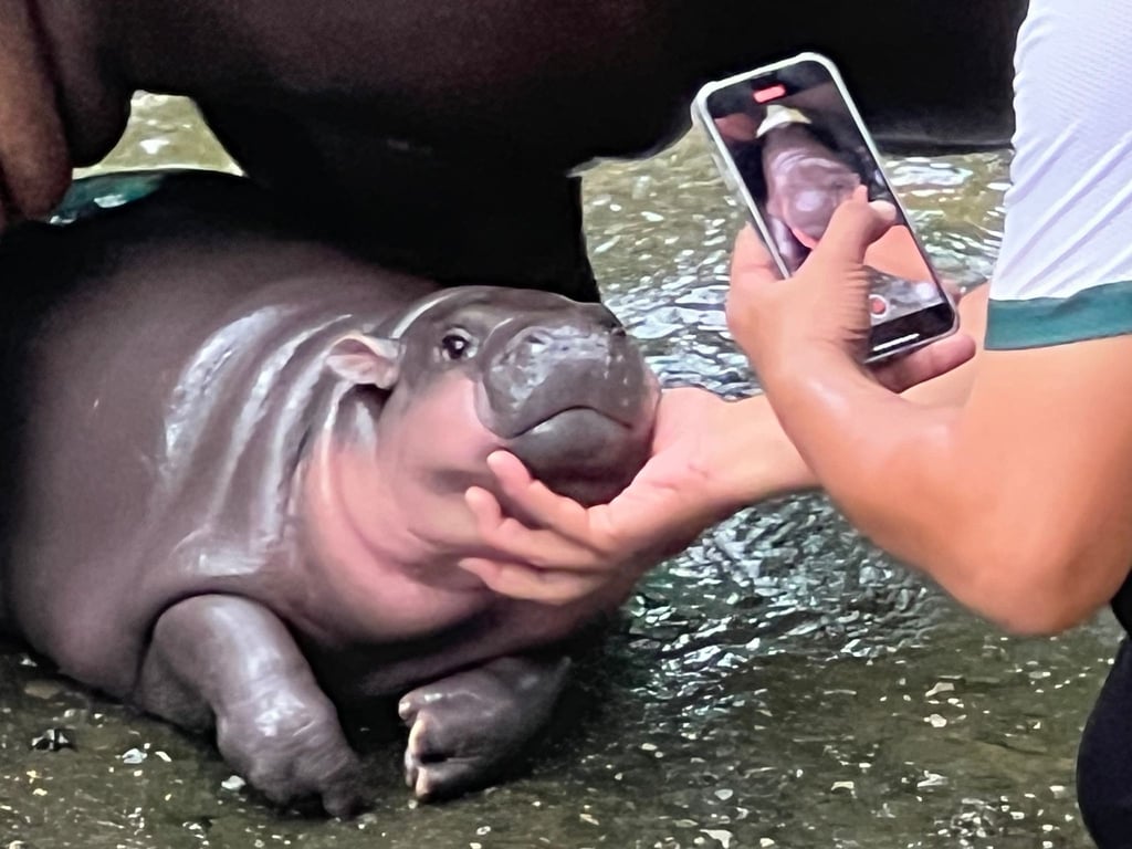 Die putzige Mimik von Moo Deng hat sie zum Internet-Star gemacht.