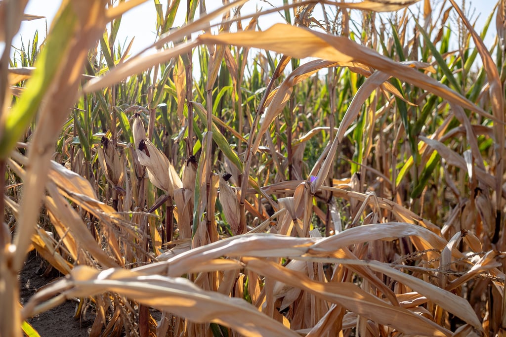 Zu schnell abgereift lauutet das Fazit der Landwirte zum Mais.