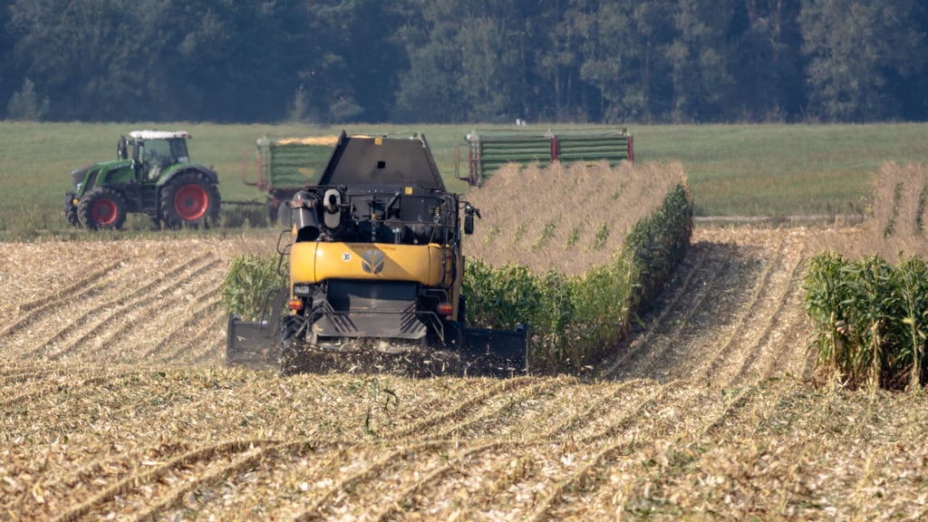 Streifen für Streifen arbeitet sich die Erntemaschine bei Mügeln durch das Feld mit Körnermais.