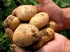 Die dicksten Kartoffeln, der schwerste Kürbis und weitere Superlative aus dem Garten wurden beim Erntedankfest in Zuchau prämiert.