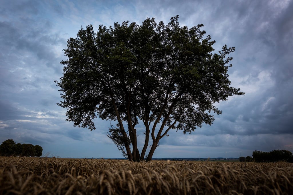 Es wird herbstlicher in Niedersachsen und Bremen. (Symbolbild)