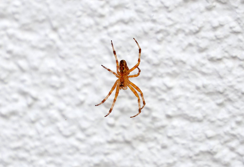 Eine Spinne hat am Sonntag für einen Unfall gesorgt.