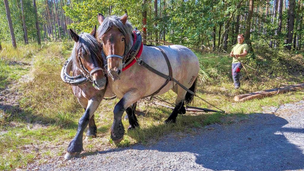 Rocco Rösch führte mit seinen Kaltblütern Paula (l.) und Rieke das Holzrücken vor. Dafür zogen die Tiere frisch geschlagene Stämme aus dem Wald.