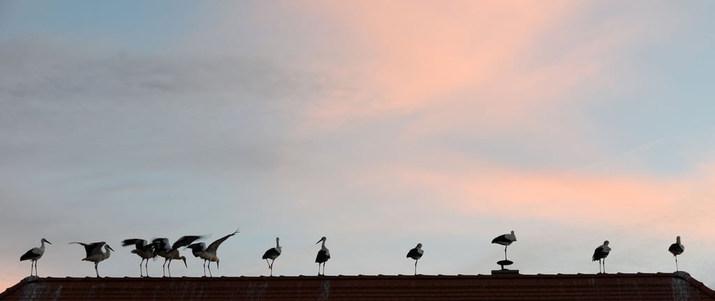 2024 war laut Vogelkundlern ein gutes Storchen-Jahr. (Archivbild)