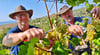 Carsten (l.) und Gerd Hornickel bei der Weinlese im  Weinberg Silberthal bei Wallhausen