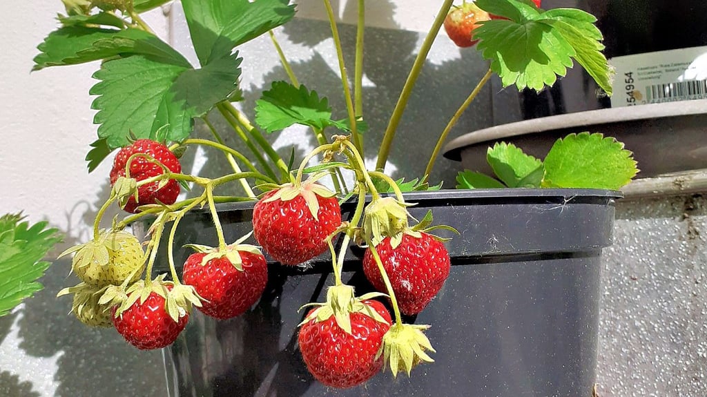 Erdbeeren wachsen auch im Topf.