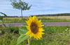 Links und rechts des Telegrafenradweges  befinden sich landwirtschaftliche Flächen. Sonnenblumen wuchsen hier unter anderem in den vergangenen Jahren. Dass diese Flächen der Schermener Heide durch PV-Anlagen verspiegelt werden könnten, lautete eine Befürchtung. Der geänderte Flächennutzungsplan sieht das nicht vor. 