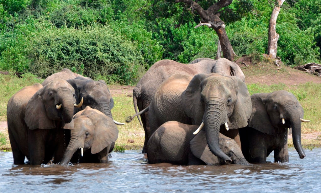 Eine Elefantenherde im Chobe-Nationalpark im Norden Botsuanas (Archivbild).