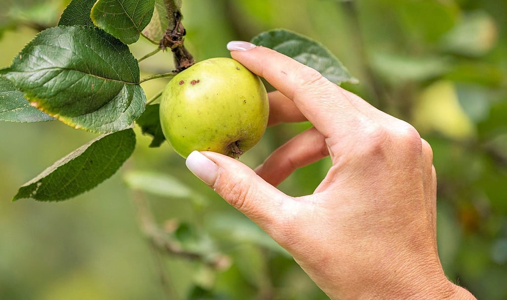Darf der Apfel am Straßenrand einfach gepflückt werden?