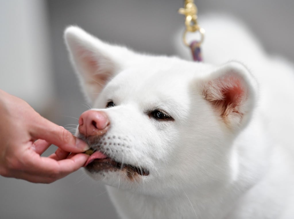 Stiftung Warentest hat 17 Hundesnacks getestet. Alle erhielten die Note „magelhaft“.
