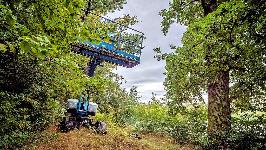 Eine vom Biosphärenreservat Mittlelbe beauftrage Firma hat in dieser Woche Baumschnittarbeiten am Dornburger Auenpfad durchgeführt. Damit ist die Gefahr von herabfallenden Ästen gebannt.