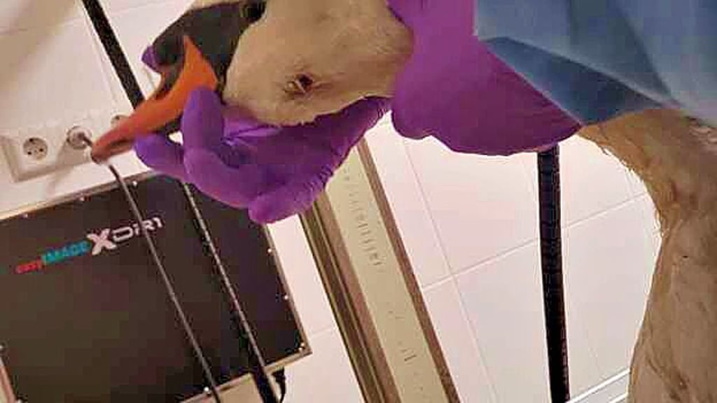 Die verletzte „Diva“ bei der Untersuchung in der Tierklinik. 