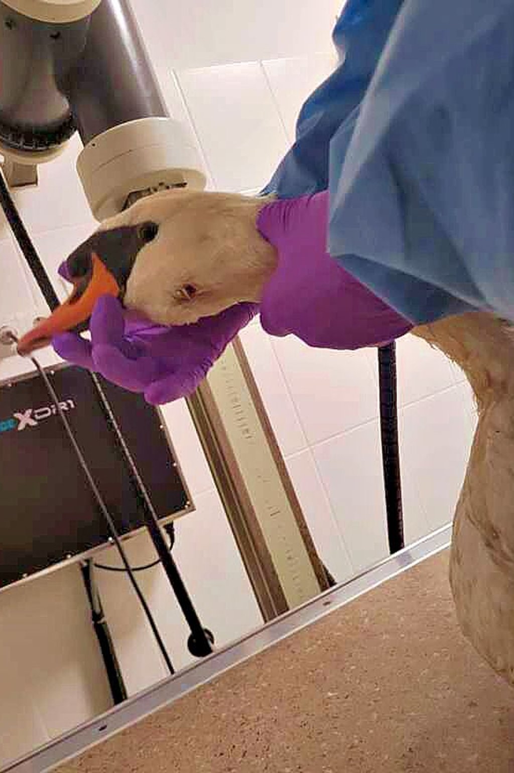 Tierrettung im Landkreis Wittenberg Nach dem Einsatz So geht es der