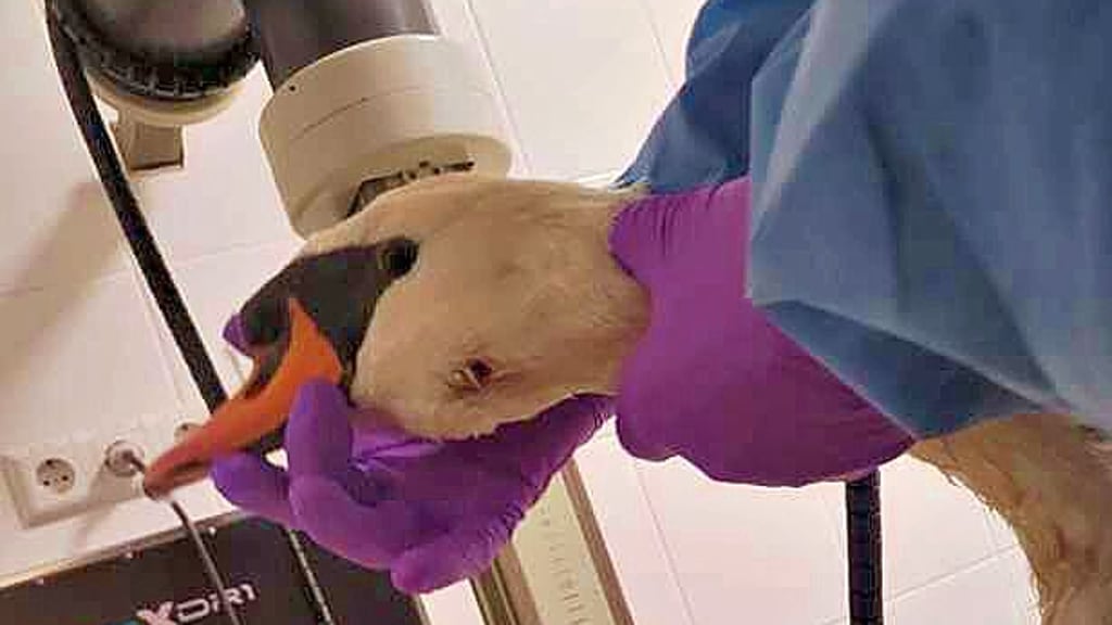Die verletzte „Diva“ bei der Untersuchung in der Tierklinik.