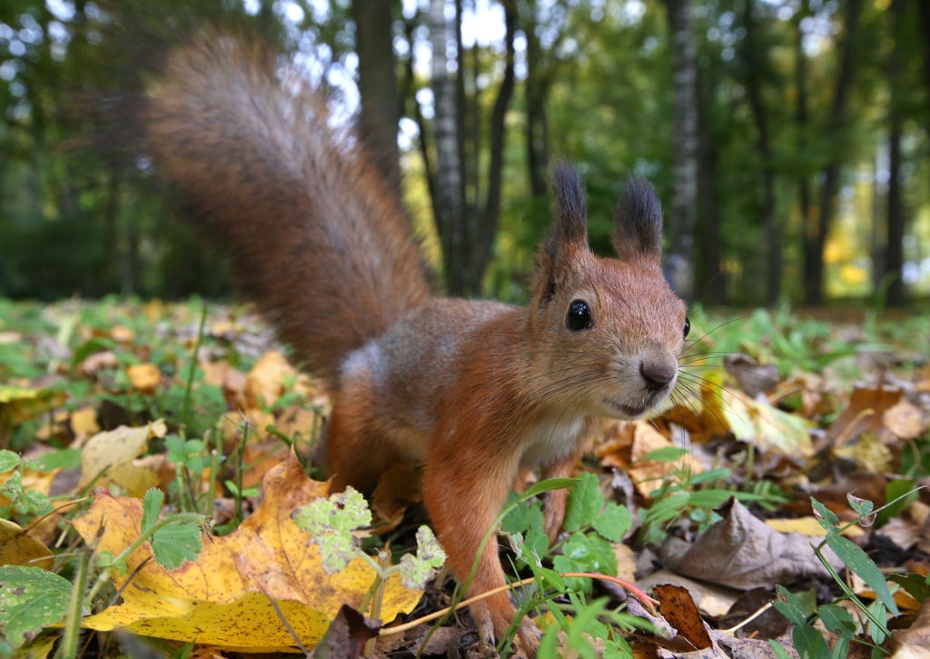 Sie sind nicht nur drollig anzusehen, sondern sie pflanzen neue Bäume in den Harzer Wäldern - die Eichhörnchen.