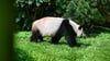 SYMBOLBILD Forscher von der Universität Tübingen haben einen Vorläufer vom Panda im Allgäu entdeckt