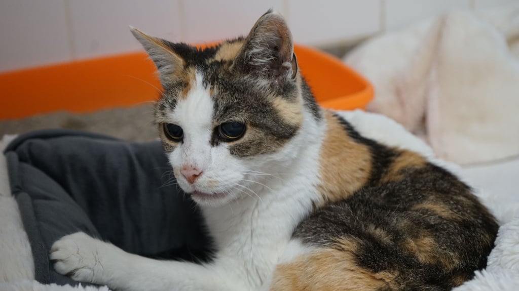 Wer beschützt Nora? Nora ist eine besondere Katze. Sie lebt im Tierheim Wolmirstedt und sucht eine Pflegefamilie.