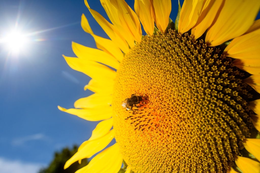 Am 4. September meldete Leipzig mit 34,9 Grad einen neuen Septemberrekord für Sachsen. (Archivfoto)
