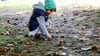 So viele Kastanien: Gerade der Herbst löst bei manchen Kindern eine Sammelleidenschaft aus.