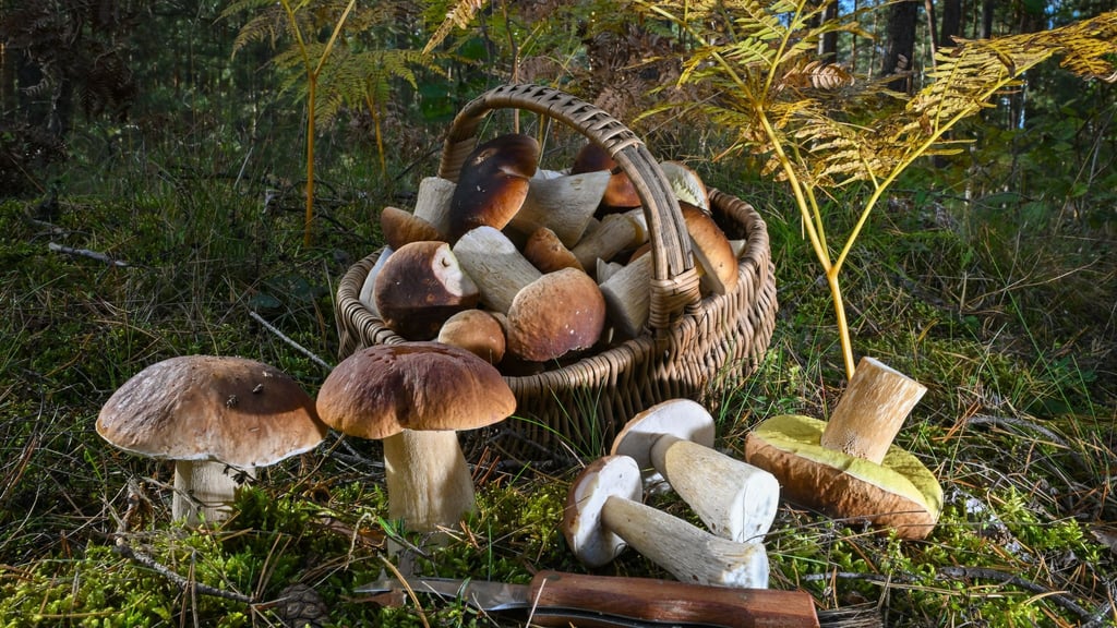 Pilzzeit: Pilzsaison: Volle Körbe im Thüringer Wald