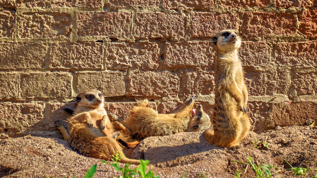 Die Erdmännchen im Tierpark Wittenberg.