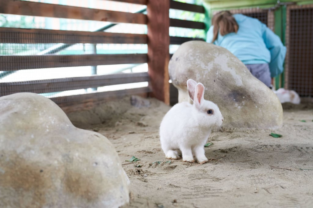 Ein derartiges Kaninchen ist in Merseburg aus dem Tierpark im Südpark geklaut worden.