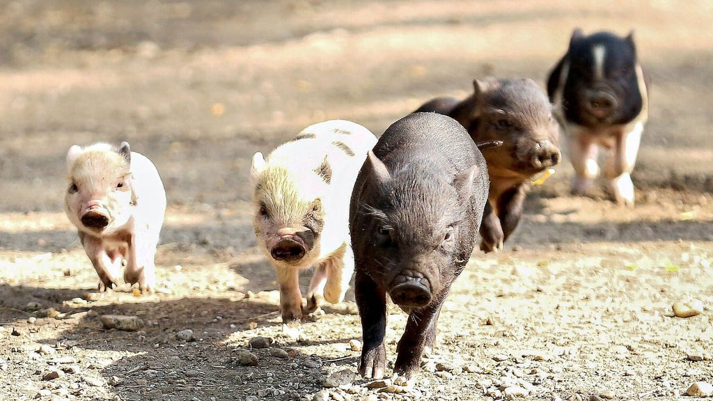 Nachwuchs bei den Hängebauschweinen sorgt immer für viel Freude bei den Besuchern.