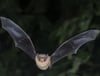 Zwergfledermaus (Pipistrellus pipistrellus) im Jagdflug nach Insekten vor Laubwald, Brandenburg, Deutschland, Europa Com