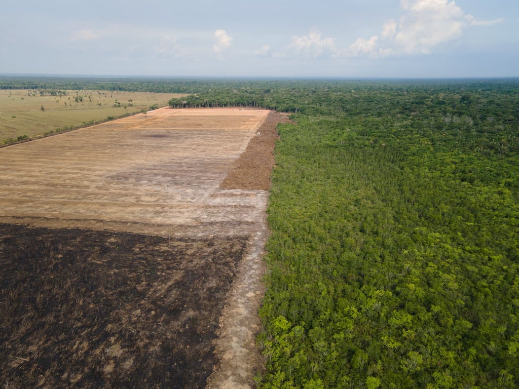 Verbrannte und abgeholzte Flächen wie hier im Amazonas-Gebiet sollen künftig durch das Gesetz verhindert werden. (Archivbild)
