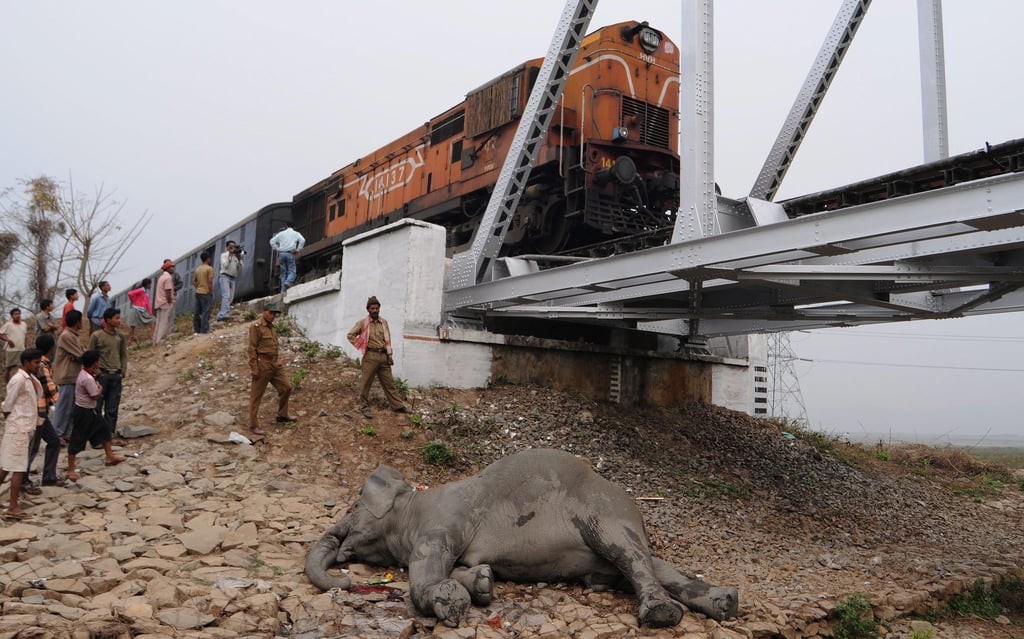 Zugstrecken in Indien sind nicht gesichert. Deswegen kommt es häufig zu Wildunfällen.