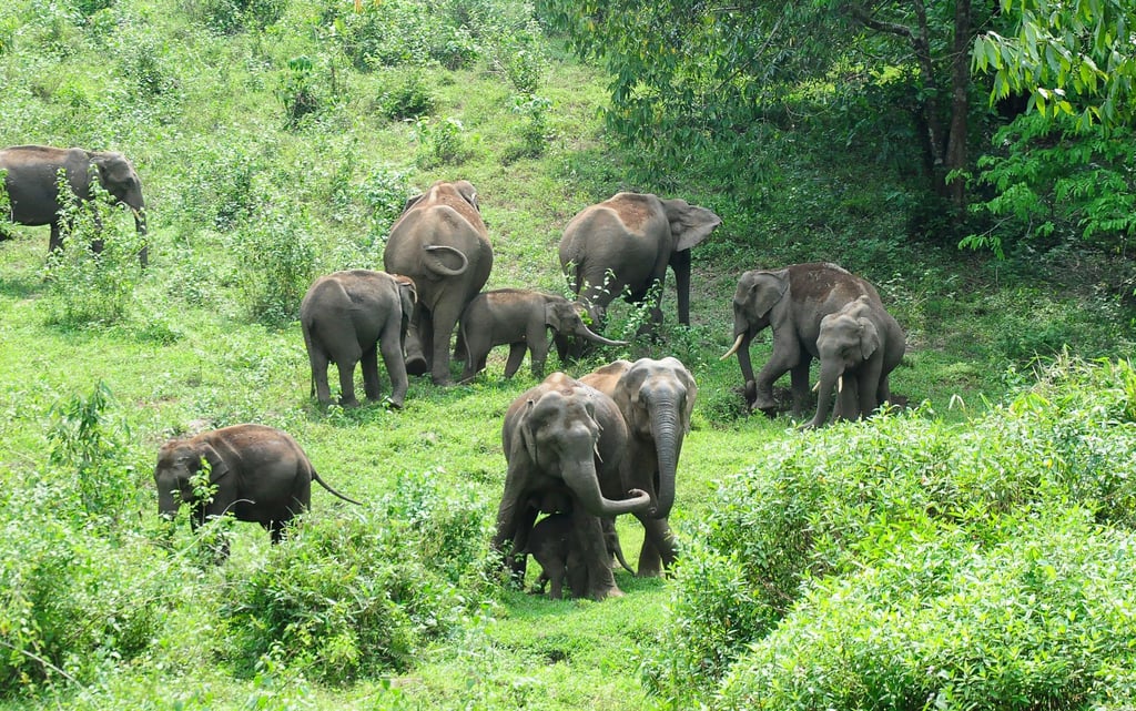 Zehntausende Elefanten leben in Indien. Straßen und Schienen durchschneiden ihre Lebensräume.