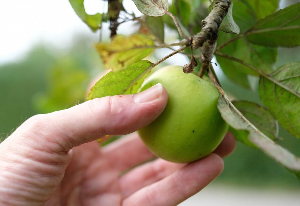 Reicht Nachbars Apfelbaum bis auf Ihr Grundstück? Dann dürfen Sie die Früchte trotzdem nicht einfach ernten.