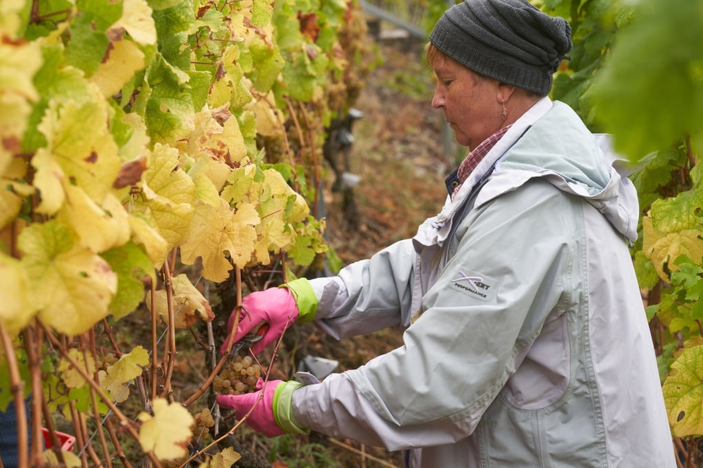 Die Weinlese in Deutschland ist vielerorts noch in vollem Gange. (Archivbild)