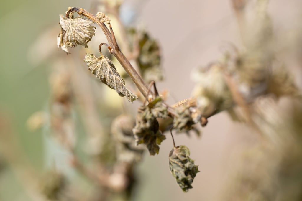 Obst- und Weinbauern in Sachsen können ab sofort Hilfen für Frostschäden beantragen (Archivbild)