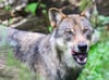 Wird der Wolf auch im Jerichower Land ins Jagdrecht aufgenommen? Zumindest soll sein Schutzstatus nach einem EU-Vorstoß abgesenkt werden. 