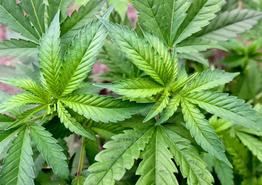 Insgesamt elf Anträge für Cannabis-Anbauvereinigungen sind inzwischen beim Landesamt für Verbraucherschutz eingegangen. (Archivbild)
