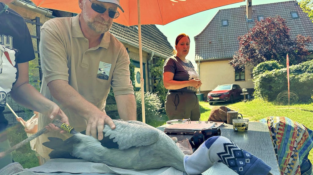 In Loburg geht die Storchensaison zu Ende. Über 70 Tiere wurden zur Pflege aufgenommen. Viele konnten ausgewildert werden.